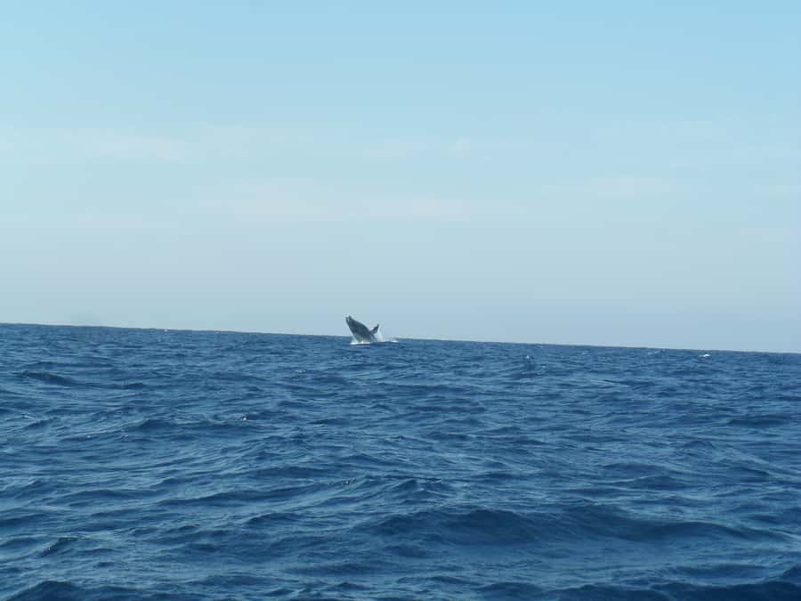 Durban: Durban: Whale and Dolphin Watching Boat Tour - Two hours on the Indian Ocean