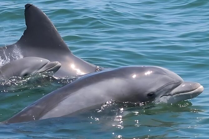 EARLY BIRD SPECIAL: Speed Boat & Dolphin Cruise in Ocean City, MD - Leaving from 307 Dorchester Street in downtown Ocean City