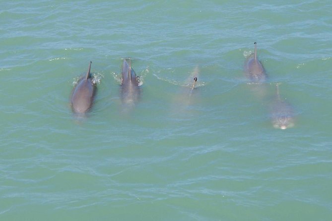 Eco and Dolphin Watch Tour of South Padre Island - Key points at a glance