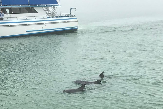 Eco and Dolphin Watch Tour of South Padre Island - What the 90 minutes feel like