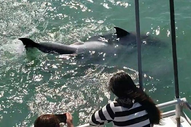Eco and Dolphin Watch Tour of South Padre Island - Who should book this South Padre Island cruise?