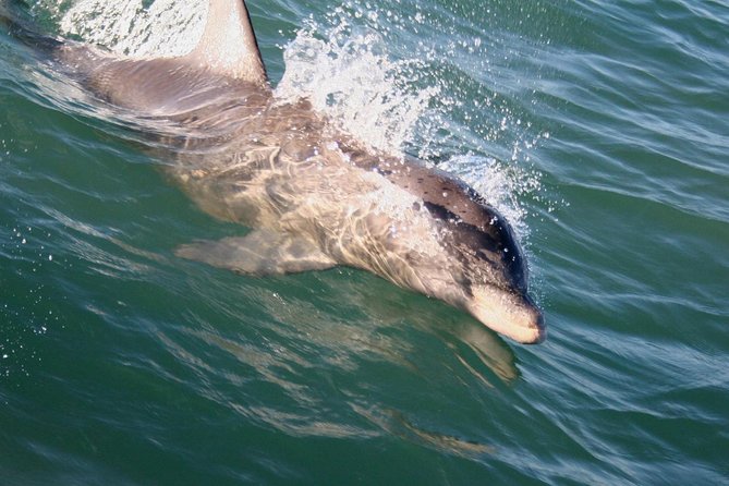 Eco and Dolphin Watch Tour of South Padre Island - Boca Chica Beach, the Coast Guard station, and SpaceX views