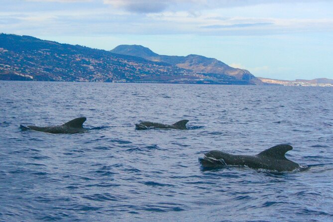 Eco-Friendly Catamaran Dolphin and Whale Watching - Is $42.34 good value?