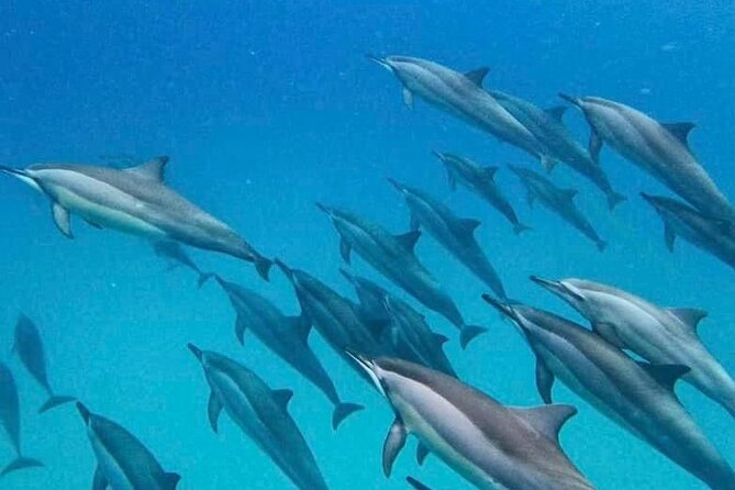 Eco-friendly Dolphin Watching Tour in Mauritius - Setting off from Le Morne for a short sea adventure