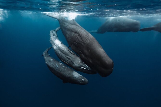 Eco-friendly Dolphin Watching Tour in Mauritius - Crystal Rock and the view from the boat