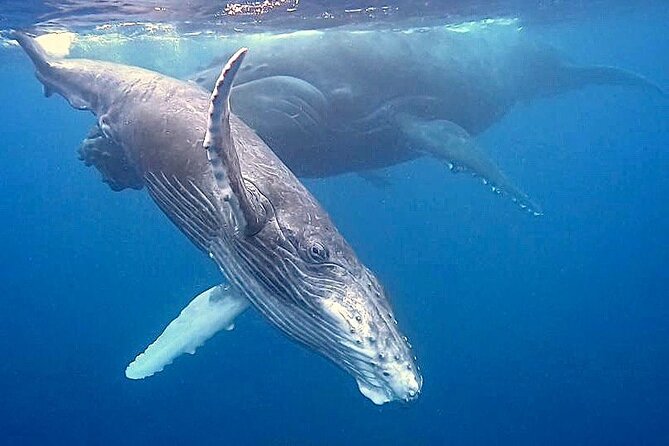 Eco-friendly Dolphin Watching Tour in Mauritius - What the crew adds to the experience