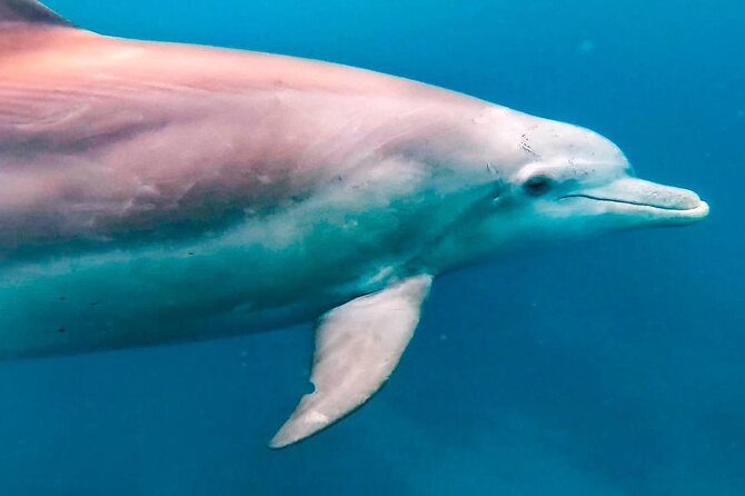 Eco-friendly Dolphin Watching Tour in Mauritius - Is $471.21 good value for four people?