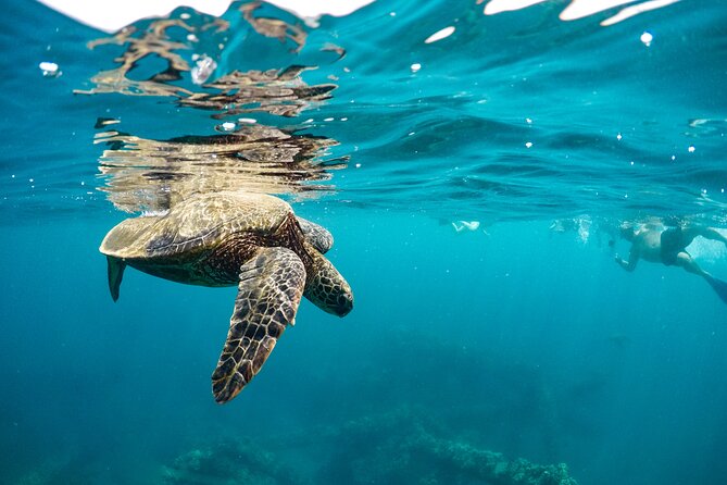 Eco-Raft Tour: Maui-Lanai Snorkel / Dolphin Watch (Semi-Private) - Booking, weather, and cancellation advice