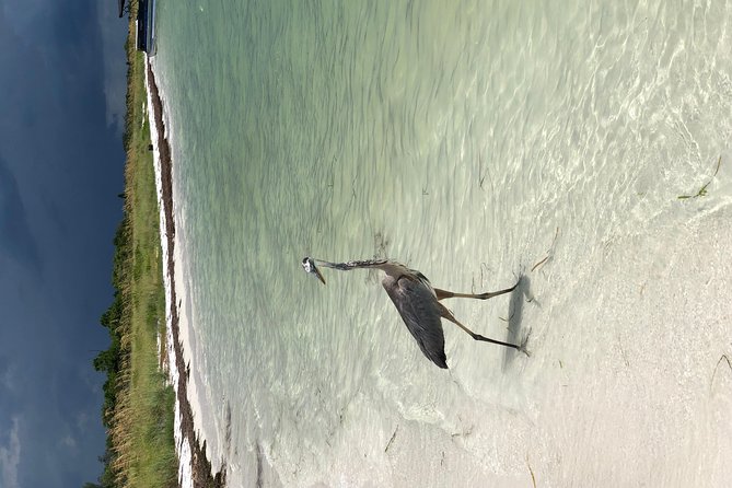 Egmont Key Snorkeling Dolphin Tour - Booking, timing, and the small print