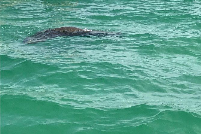 Egmont Key Snorkeling Dolphin Tour - The ride to Egmont Key and the search for dolphins