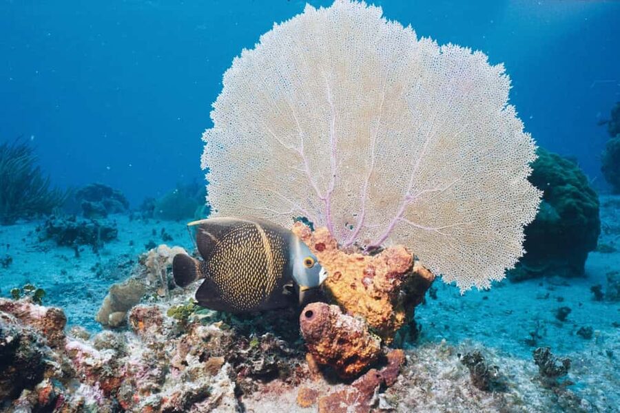 El Gouna Lagoon, Diving with Dolphin, Snorkeling & Lunch - The optional underwater session for ages 10 and up