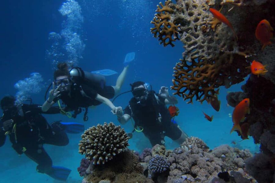 El Gouna Lagoon, Diving with Dolphin, Snorkeling & Lunch - Lunch, drinks, and the snack bar