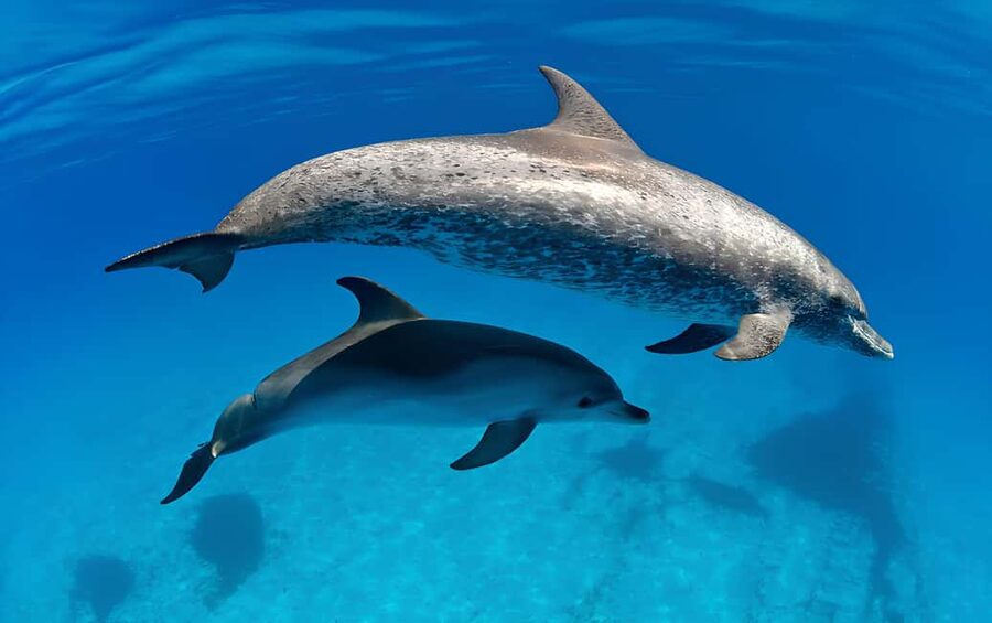 El Gouna Lagoon, Diving with Dolphin, Snorkeling & Lunch - Is $56 good value?
