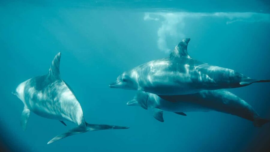 El Gouna Lagoon, Diving with Dolphin, Snorkeling & Lunch - Who should book this El Gouna boat trip?