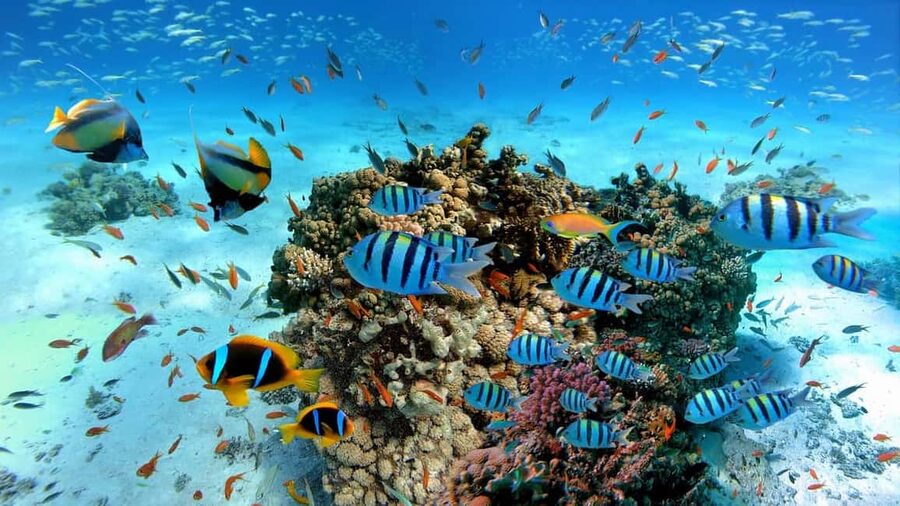 El Gouna Lagoon, Diving with Dolphin, Snorkeling & Lunch - Snorkeling over reefs and fish