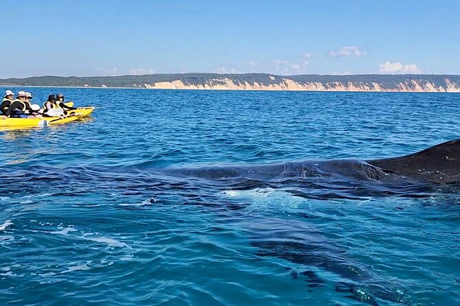 Epic Kayak With Dolphins & Wildlife - 4WD Beach Adventure Noosa - A six-hour escape from Noosa to Double Island Point