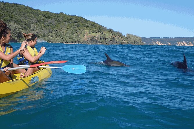 Epic Kayak With Dolphins & Wildlife - 4WD Beach Adventure Noosa - How hard is the kayaking?