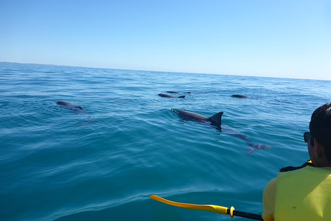 Epic Kayak With Dolphins & Wildlife - 4WD Beach Adventure Noosa - Starting at The J in Noosa