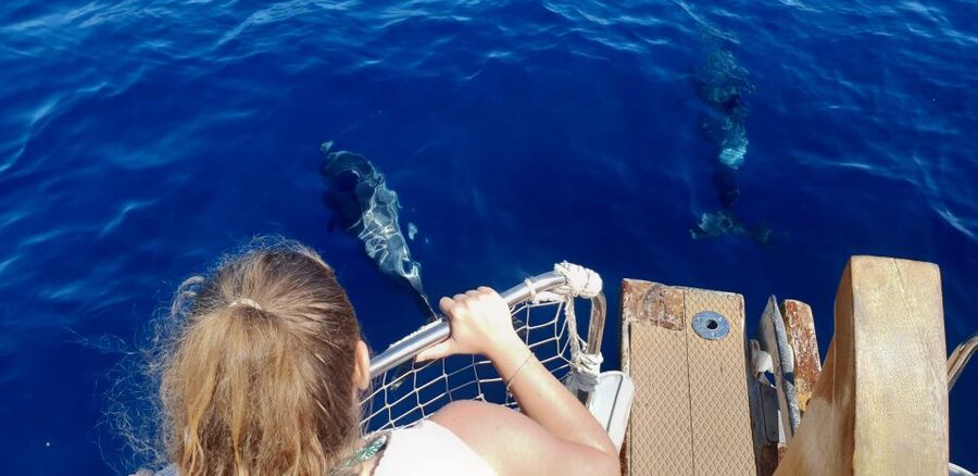 Estepona: Dolphin Search Boat Trip with Drink and Snacks - Searching for dolphins along the coast