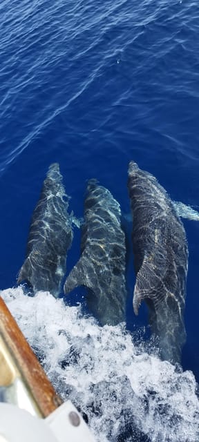 Estepona: Dolphin Search Boat Trip with Drink and Snacks - A swim stop with snorkeling gear