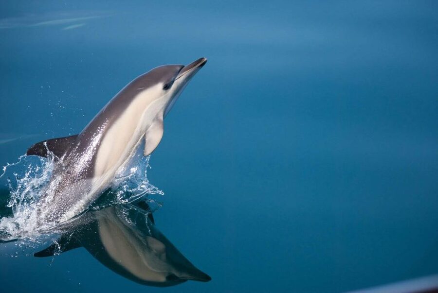 Estepona: Dolphin Watching Sailboat Cruise with Drink - Setting out from Puerto de Estepona