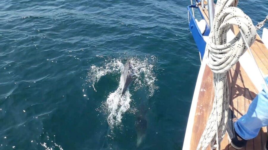 Estepona: Dolphin Watching Sailboat Cruise with Drink - How the weather affects your experience