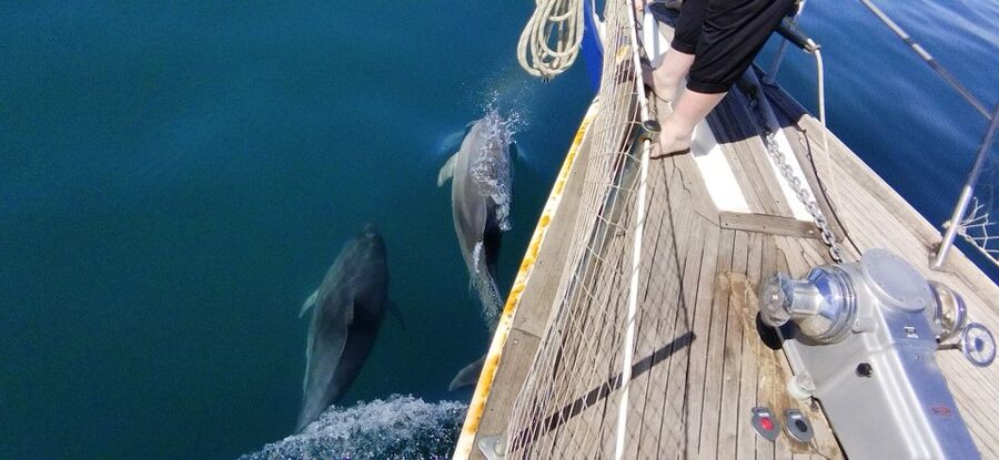 Estepona: Dolphin Watching Sailboat Cruise with Drink - Is two hours enough?