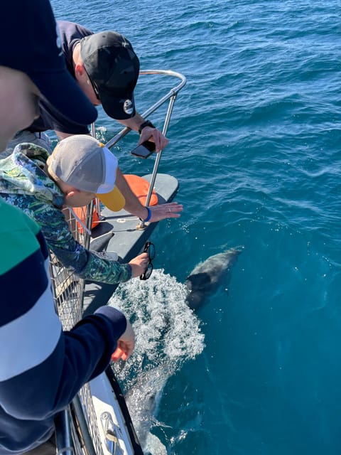 Estepona: Dolphins Searching Sea Cruise with Drink & Snacks - Quick takeaways from the boat