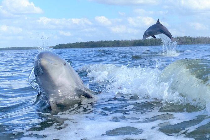 Everglades Birding, Dolphin and Wildlife Boat Tour (2 hours) - What you see in the 10,000 Islands