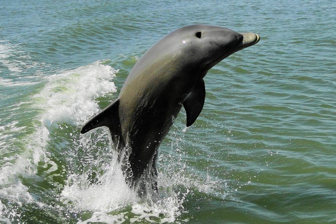 Everglades Birding, Dolphin and Wildlife Boat Tour (2 hours) - The guide makes the difference