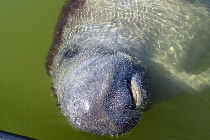 Everglades Birding, Dolphin and Wildlife Boat Tour (2 hours) - What to bring for comfort