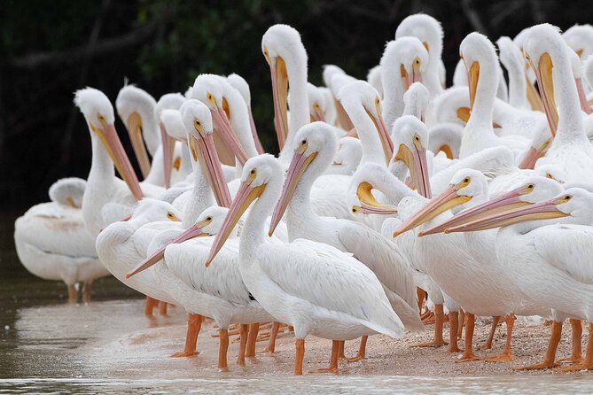 Everglades Birding, Dolphin and Wildlife Boat Tour (2 hours) - Dolphins, manatees, and the luck factor