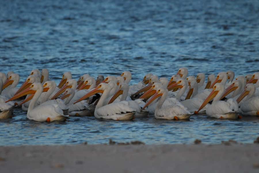 Everglades National Park: 2 hour Dolphin & Birding Boat Tour - Key points to know before booking