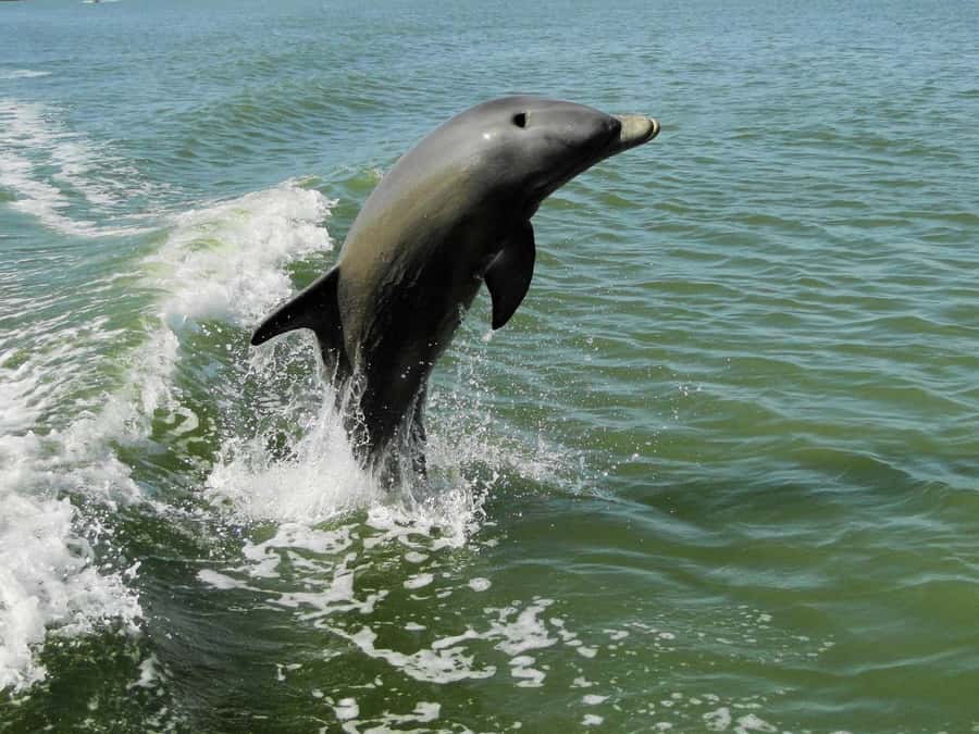 Everglades National Park: 2 hour Dolphin & Birding Boat Tour - Reading the mangroves with a naturalist guide