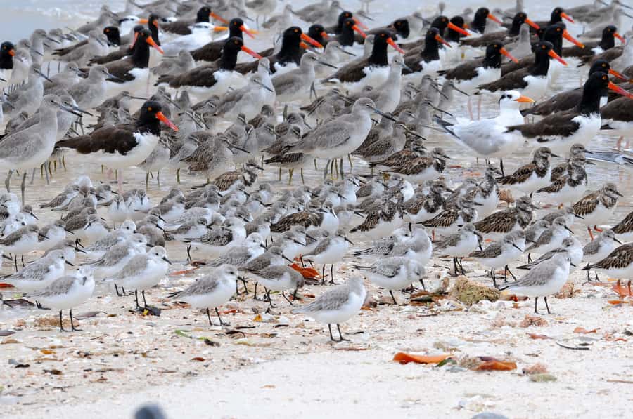 Everglades National Park: 2 hour Dolphin & Birding Boat Tour - The first minutes on the water