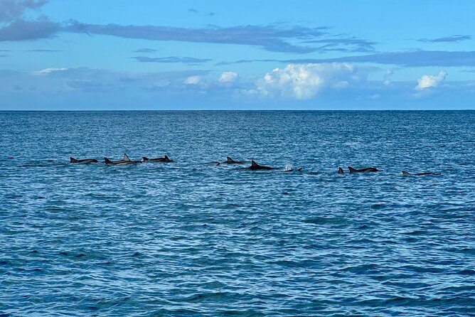 Exciting Dolphin encounters in the Maurtius's lagoon - Snorkeling at the reef after the dolphins