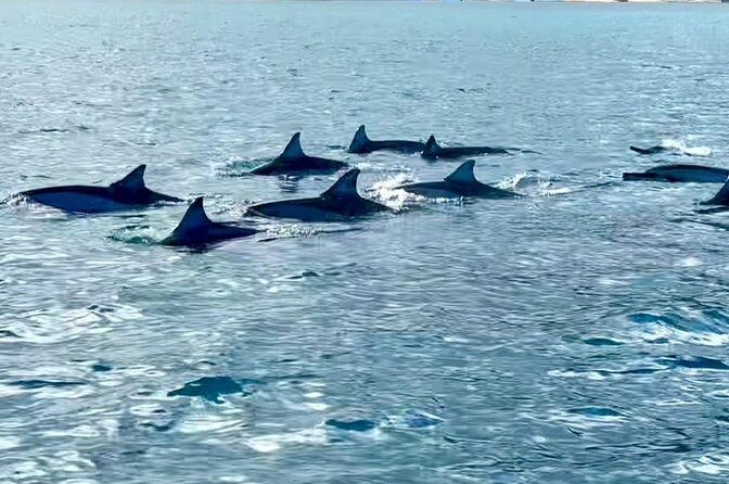 Exciting Dolphin encounters in the Maurtius's lagoon - Weather, cancellations, and changing plans