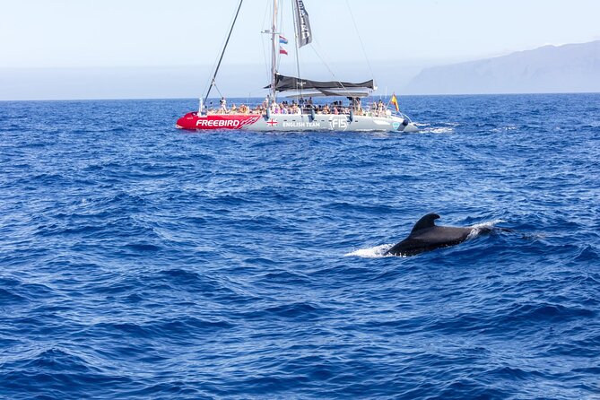 Exclusive Freebird Catamaran Whale and Dolphin Cruise to Caleta - Key points before you book