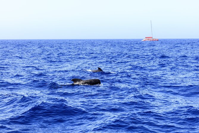 Exclusive Freebird Catamaran Whale and Dolphin Cruise to Caleta - Setting out from Porto Colon at 9:40 a.m.