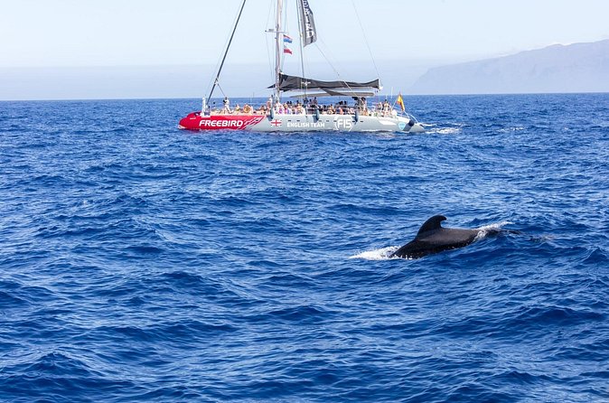 Exclusive Freebird Catamaran Whale and Dolphin Cruise to Caleta - The La Caleta swim stop