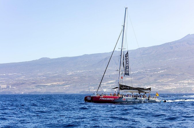 Exclusive Freebird Catamaran Whale and Dolphin Cruise to Caleta - Snacks, drinks, and the ride back