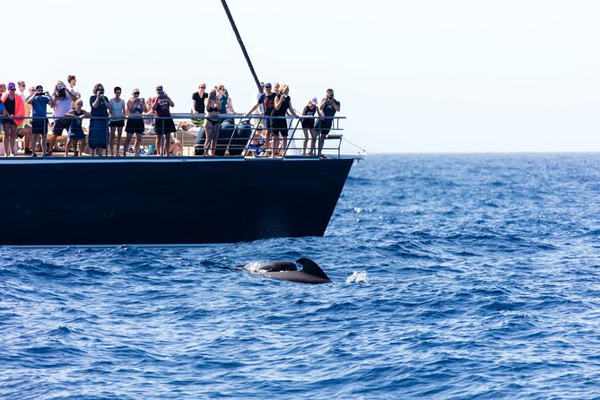 Exclusive Freebird Catamaran Whale & Dolphin to Masca From South - Cooling off in Masca Bay