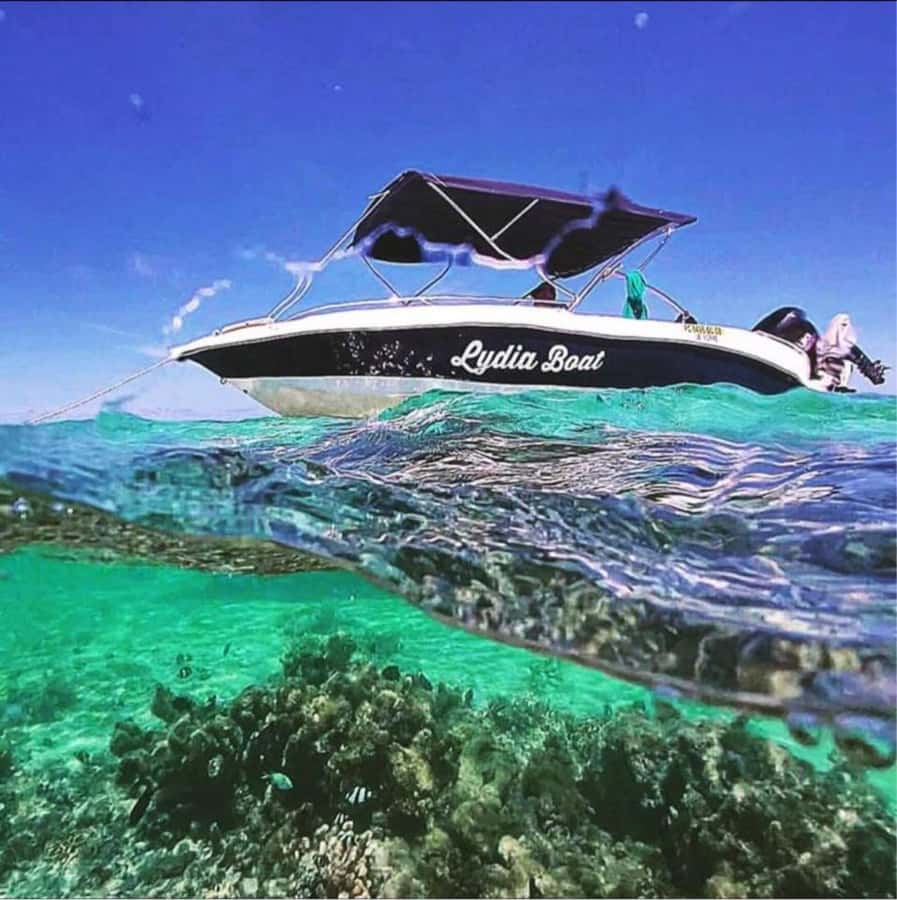 Exclusive:full-day/Dolphins watch& swimming Crystal Rock+Bbq - Sea urchins, oysters, and a seafood lunch