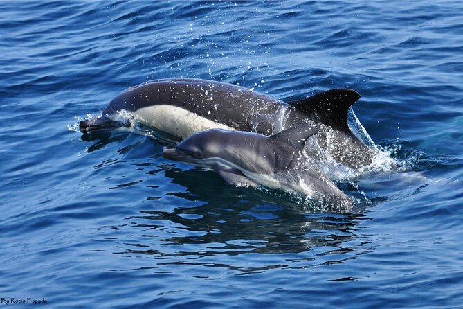 Excursion to Gibraltar with Dolphin Watching from Malaga - The long ride from Malaga to Gibraltar