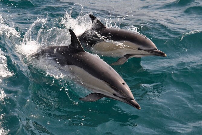 Excursion to Gibraltar with Dolphin Watching from Malaga - The 90-minute dolphin trip on the Strait