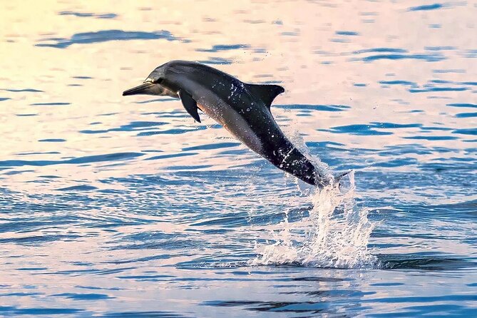 Experience Dolphin watching and snorkeling in Muscat - The snorkeling stop after the dolphin search