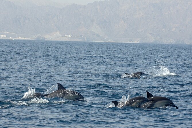 Experience Dolphin watching and snorkeling in Muscat - Practical details before you book