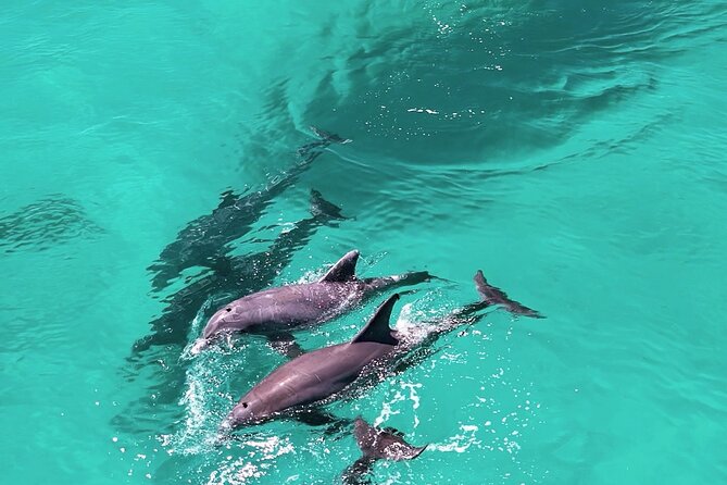 Experience Sunset and Dolphin Adventure in Panama - Why an evening boat trip works so well