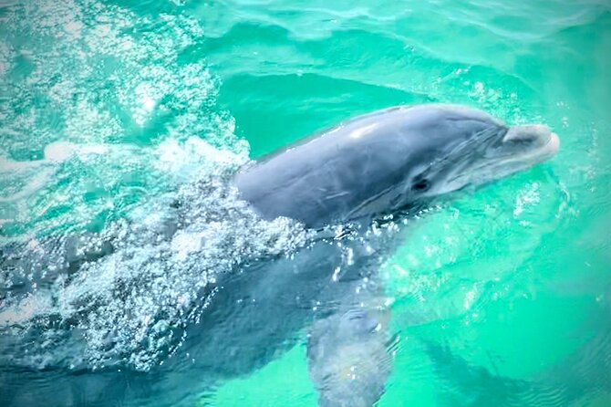Experience Sunset and Dolphin Adventure in Panama - Dolphin watching at the right time of day