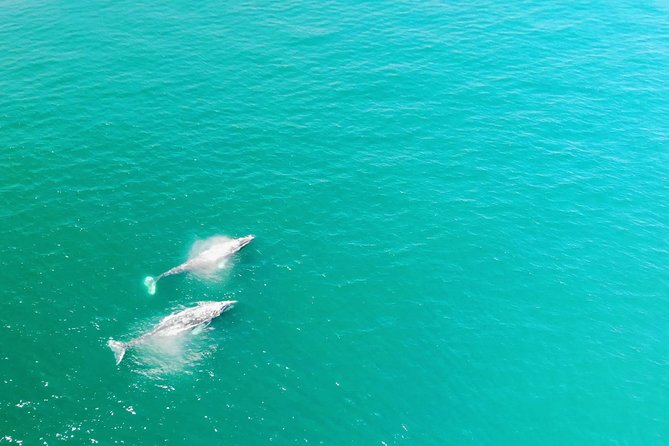 Family and Private Group Whale and Dolphin Watching - Key things to know before booking
